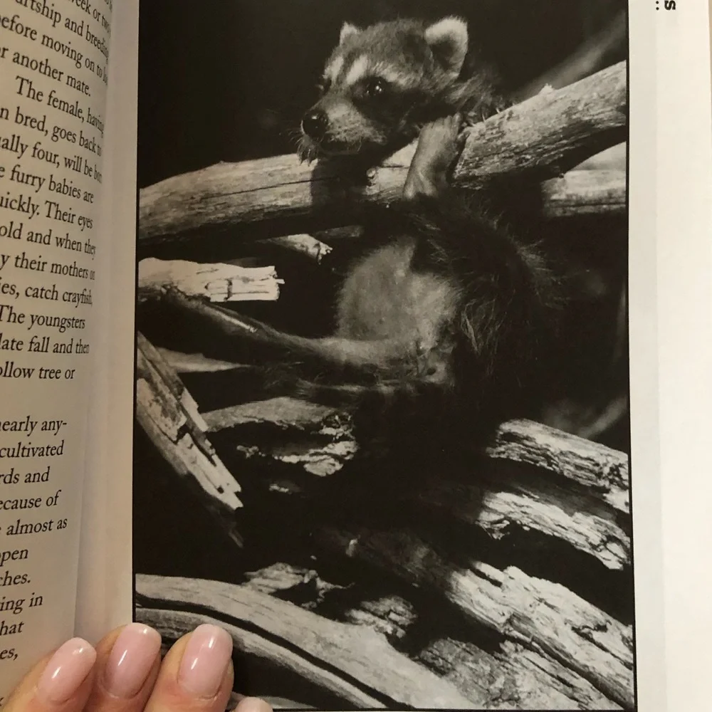 “Squirrel Wars: backyard wildlife battles and how to win them” illustrated book - Picture 4 of 12